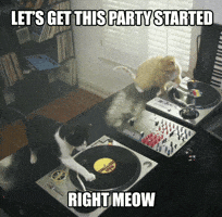 Party Cat Gifs Get The Best Gif On Giphy