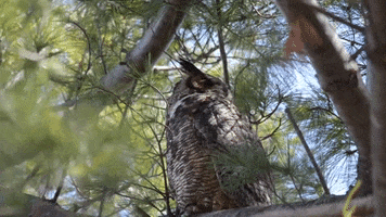 Tired Great Horned Owl GIF by U.S. Fish and Wildlife Service