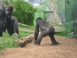gorilla getting GIF