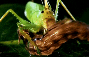monster bug wars fight GIF