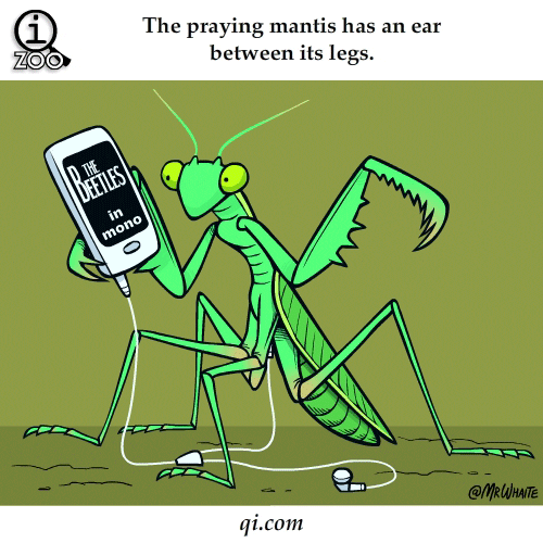Cartoon gif. A praying mantis dances, tapping its many feet to the beat. It holds an Ipod that’s playing the Beatles. The praying mantis has an ear bud lodged in between its legs. Text, “The praying mantis has an ear between its legs.”
