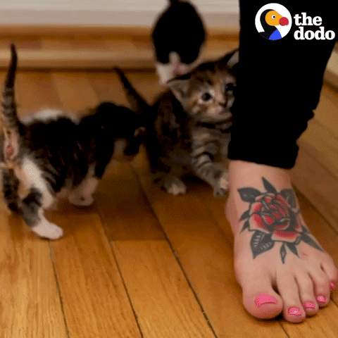 giphy.gif?cid=ecf05e47eghhj6s5si0s79myhpprnpayzkx1ykk8img0g4yc&ep=v1_gifs_related&rid=giphy.gif&ct=g