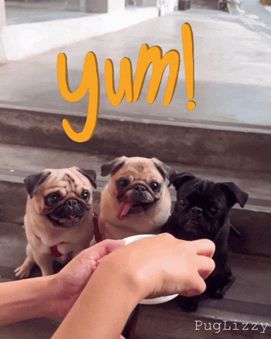Foodie Pugs GIF