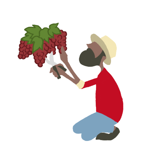 カリフォルニアワイン協会 Sticker