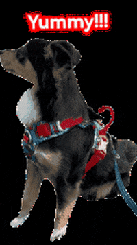 Dog GIF