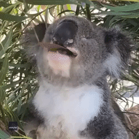 koala leg gif