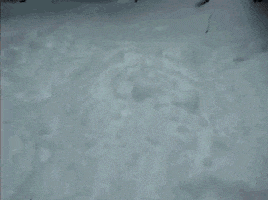 Snow Dogs animated GIF
