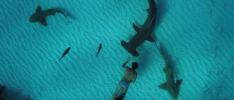 Trailer GIF by Sharkwater Extinction