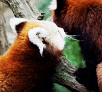 red pandas in snow gif