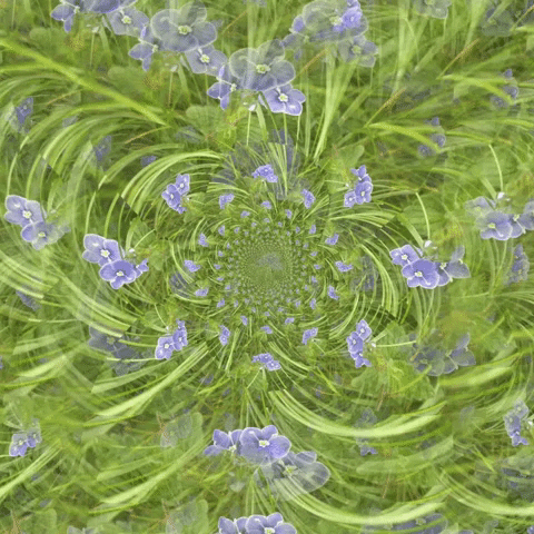 Wild Flowers Kaleidoscope GIF