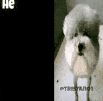 Dog GIF