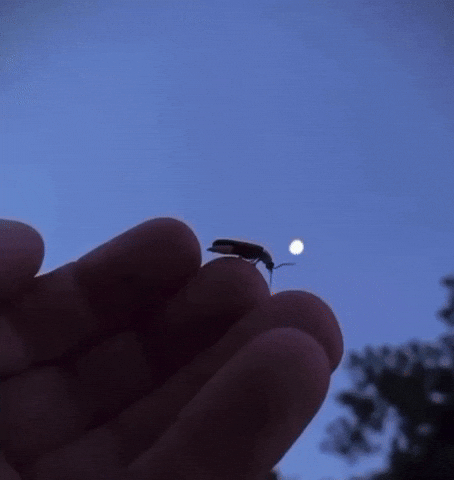 Fly Beetle GIF