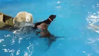 Dog Swimming GIF