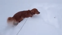 First Big Snow of the Year Means Playtime for Dog