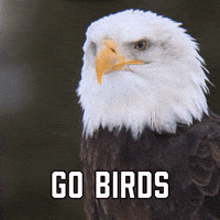 philadelphia eagles gifs