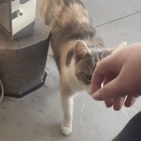 Tiggy GIF