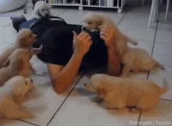 giphy.webp?cid=790b76115d43461e734865523