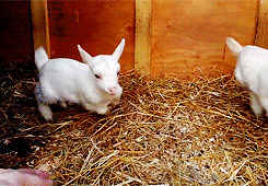 happy jump GIF