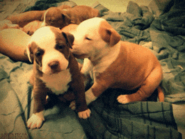 licking safe for work GIF