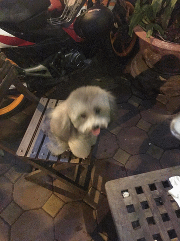 chouchouu  GIF
