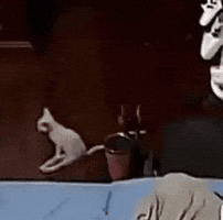 Running Away White Cat GIF