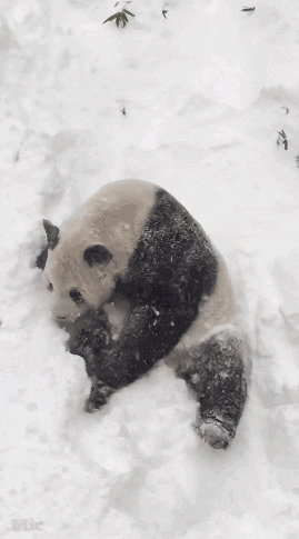 National Zoo Snow GIF by Mic - Find & Share on GIPHY
