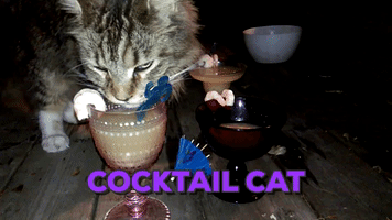 helenaver cocktail cat GIF