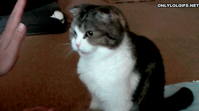 High Five Cat GIF - Find & Share on GIPHY