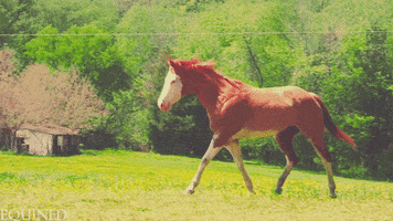 Horse Destiny animated GIF