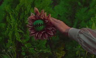 Music video gif. Mitski in the Stay Soft music video pets a purple flower with a sharp Venus fly trap-like mouth. The flower screams as she pets it.