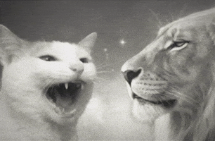 Cat Videos GIF