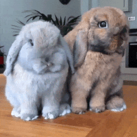 200w.gif?cid=6c09b9525ma7g54mu9uhe8z3dumqzh9vp0ok1hzchrwsdf4m&ep=v1_gifs_search&rid=200w.gif