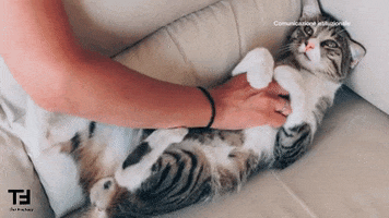 Cat Video GIF by TheFactory.video