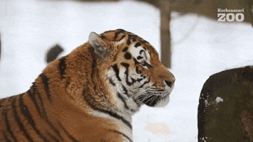 Interested Amur Tiger GIF by Korkeasaari Zoo