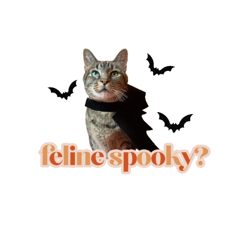 Halloween Cats Sticker by velamora