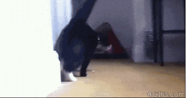 Whats Up Cat GIF