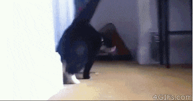 Whats Up Cat GIF