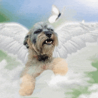 Schnauzer GIFs - Find & Share on GIPHY