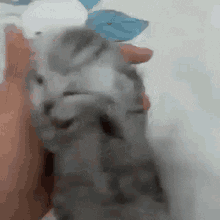 Cat GIF