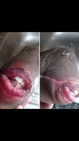 رائدو GIF