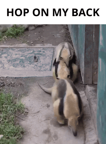 Anteater Tamandua GIF
