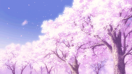 Cherry Blossoms GIFs - Find & Share on GIPHY