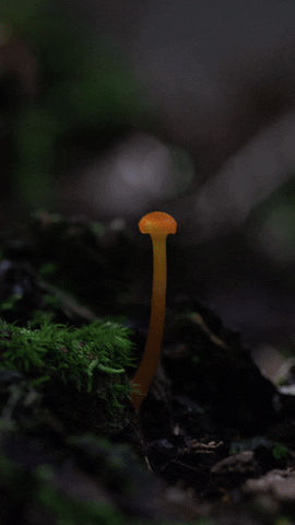 Magical Forest Animation GIF by brittany bartley