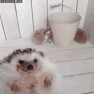 buckets hedgehogs GIF