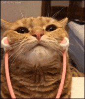 Ginger GIFs - Find & Share on GIPHY