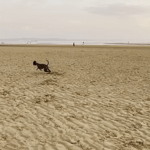 Dog Coming GIF