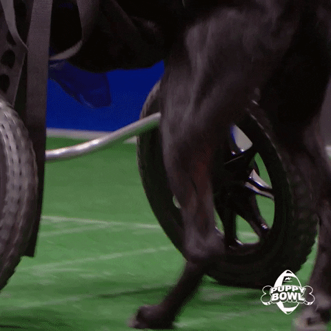 Football Swag GIF by Puppy Bowl