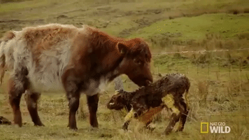 cow calf GIF by Nat Geo Wild