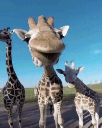 Nat Geo Wild Giraffe GIF by Savage Kingdom - Find & Share on GIPHY