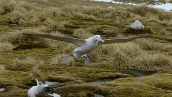 fail crash landing GIF by Our Planet